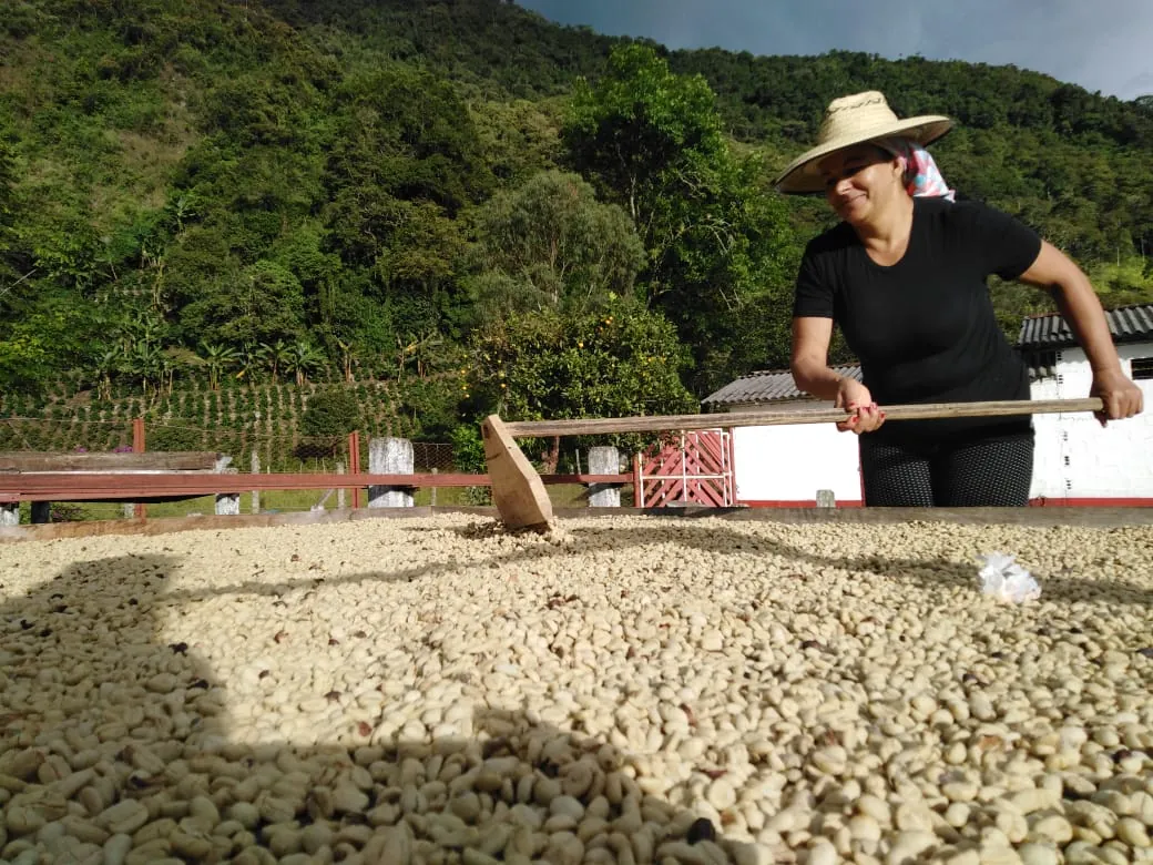 Proceso de secado del café pergamino de la Cooperativa