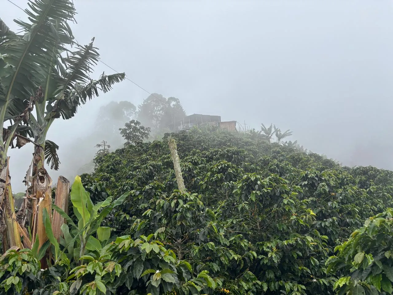 Cafetal en las montañas de Caramanta