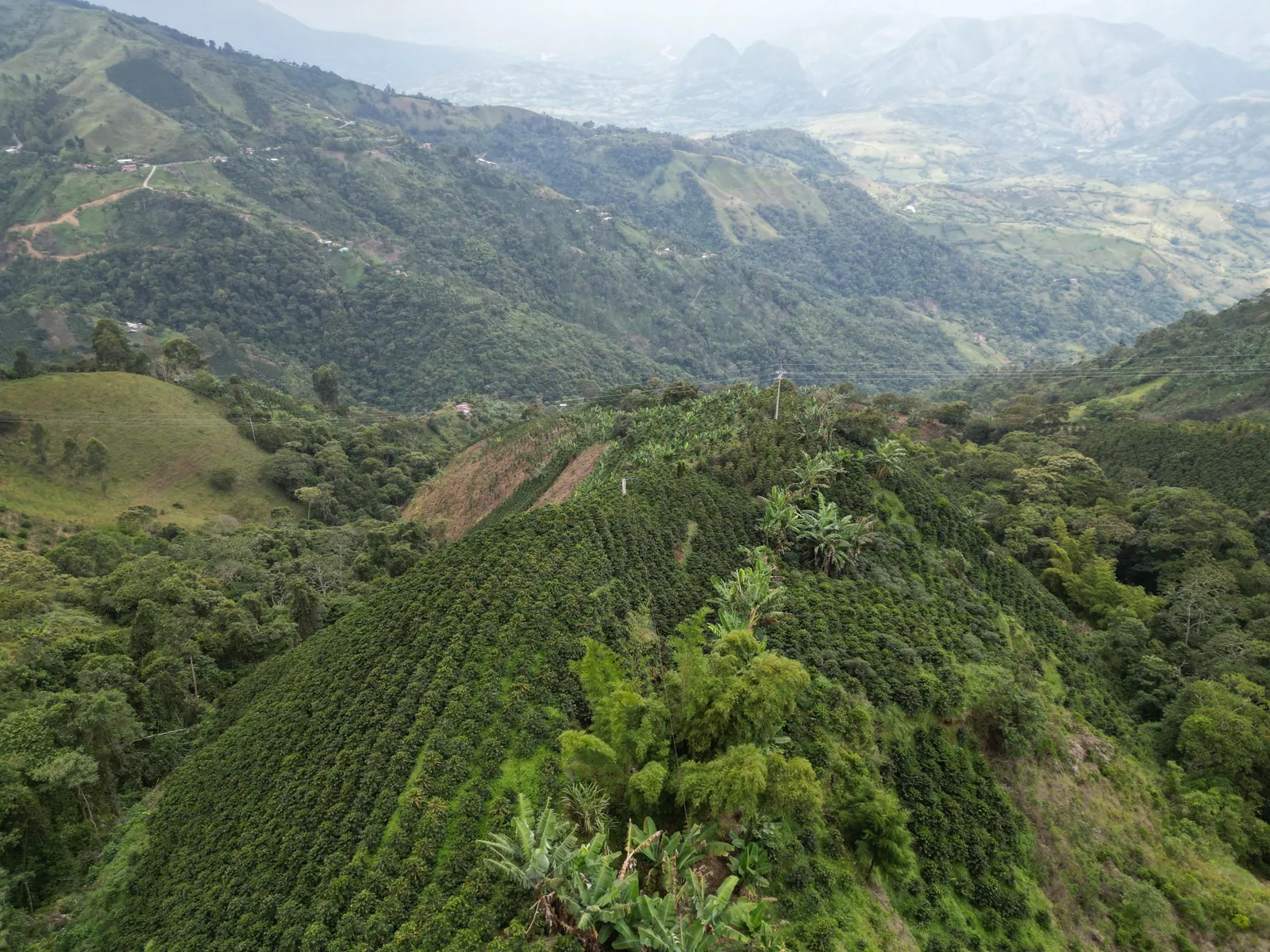 Paisaje cafetero de las montañas de Caramanta