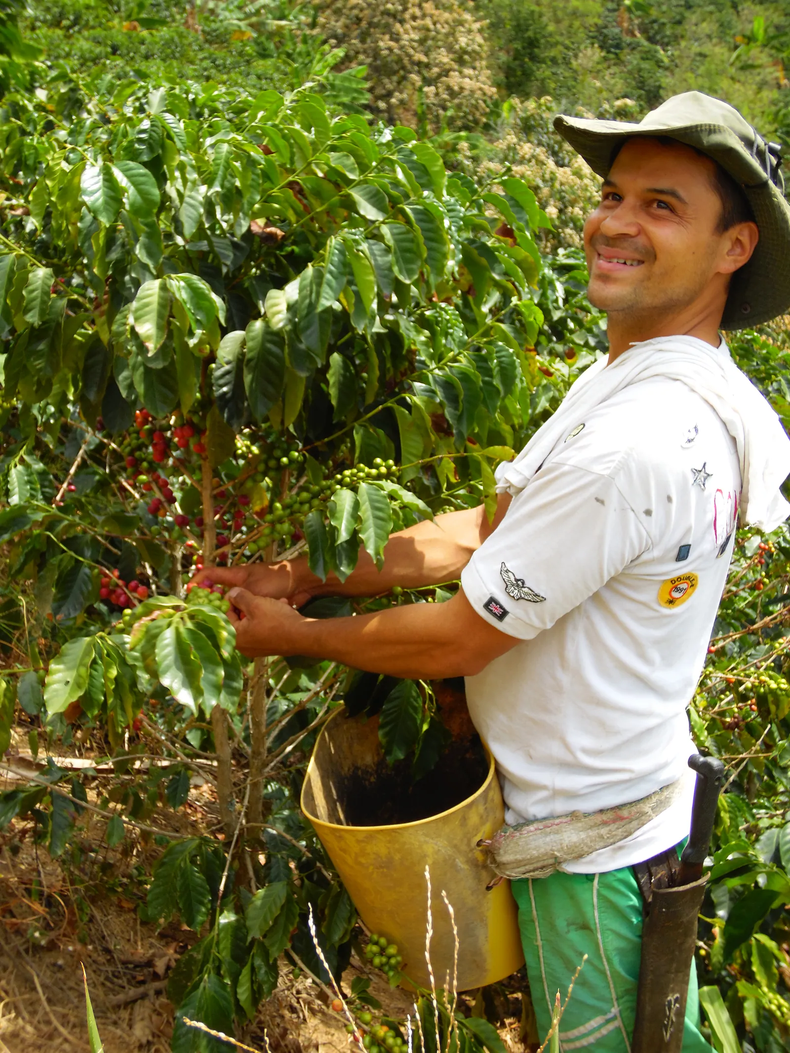 Caficultor asociado cosechando café en su finca