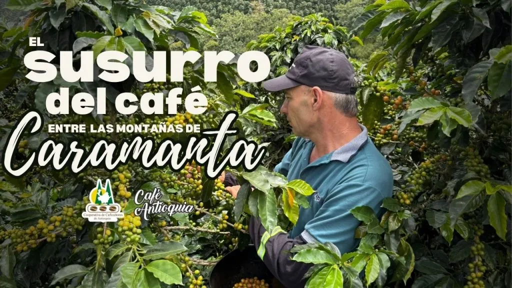El susurro del café entre las montañas de Caramanta