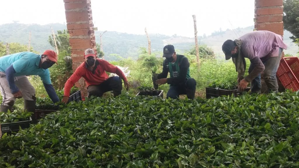 Federación Nacional de Cafeteros entrega almácigos del Nescafé Plan en Abejorral