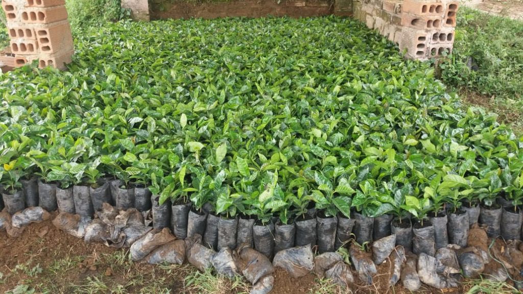 Entrega de 1 millón de chapolas para los municipios de Ituango y Yarumal