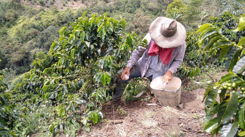 Nutrición integral del cultivo
